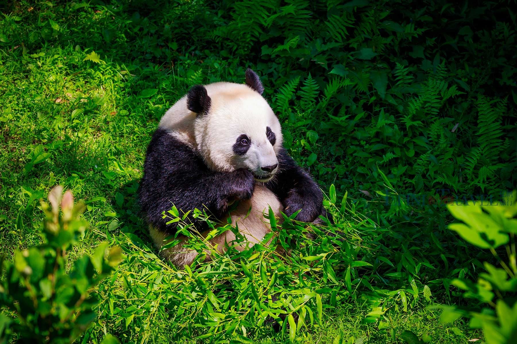 Pandas & families